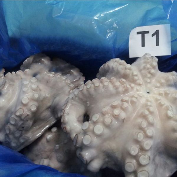 Adam Seafood Producteur du Poissons Congelé Maroc Poulpe, Calamar, Sepia, Puntilla, Poisson